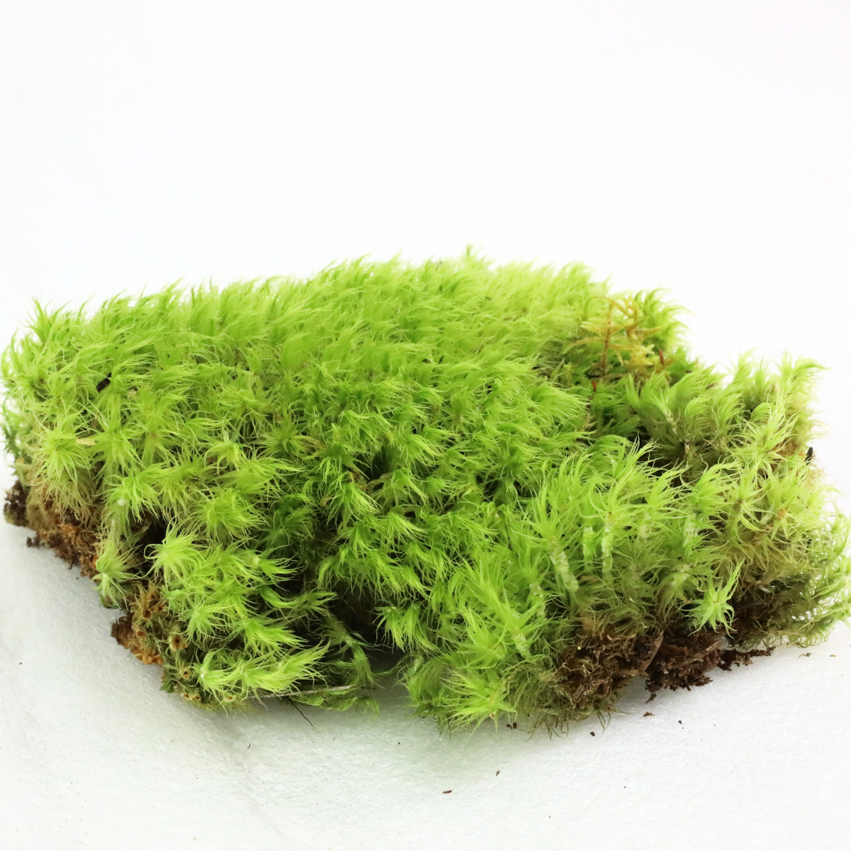 Mood Moss - Revita-Moss (Dicranum)