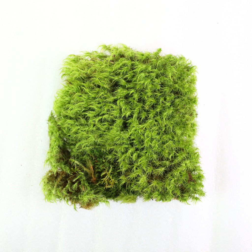Mood Moss - Revita-Moss (Dicranum)