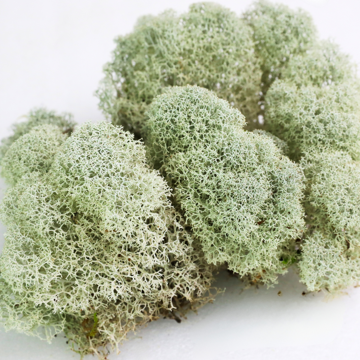 Natural Canadian Reindeer Moss - Revita™-Moss
