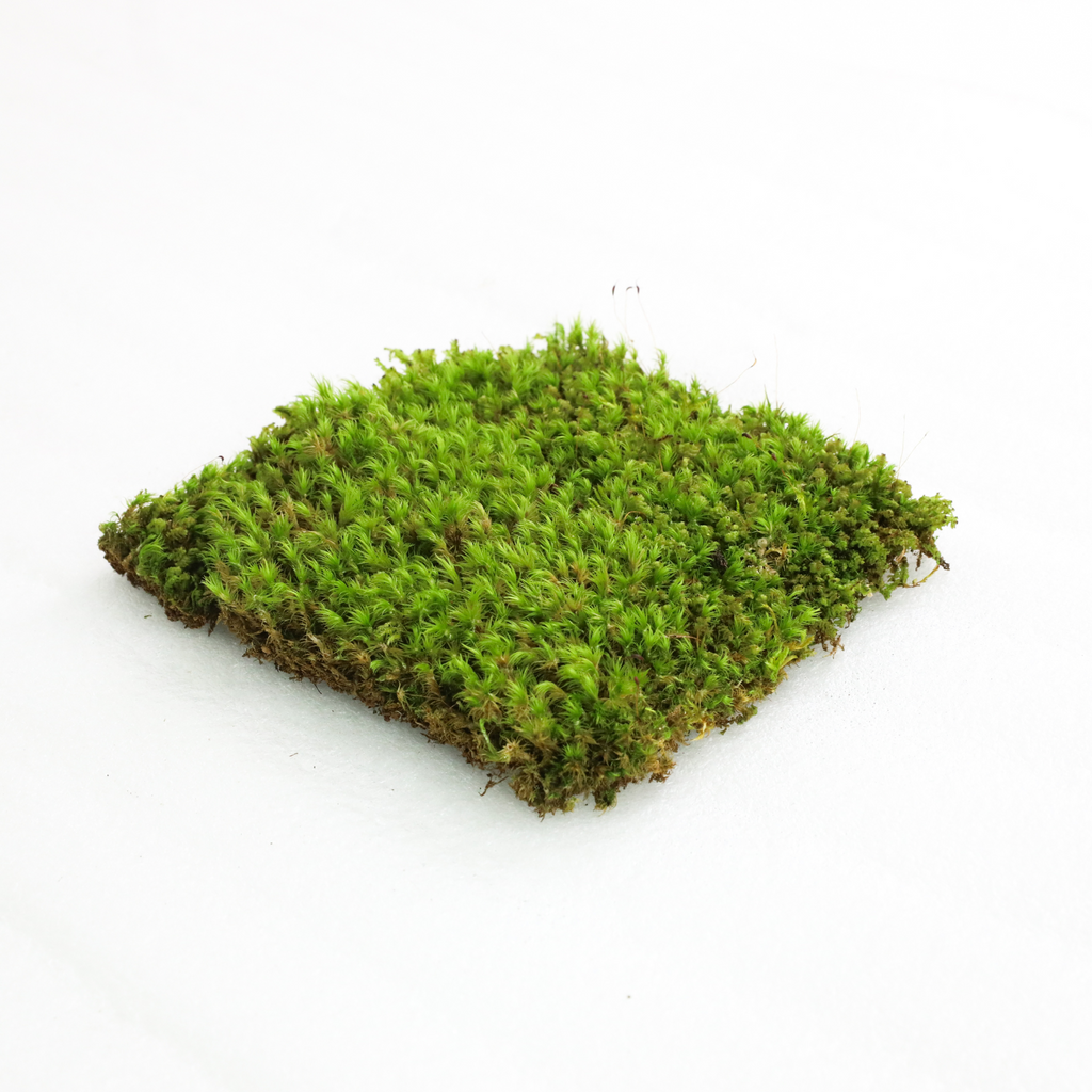 Mood Moss - Revita-Moss (Dicranum)