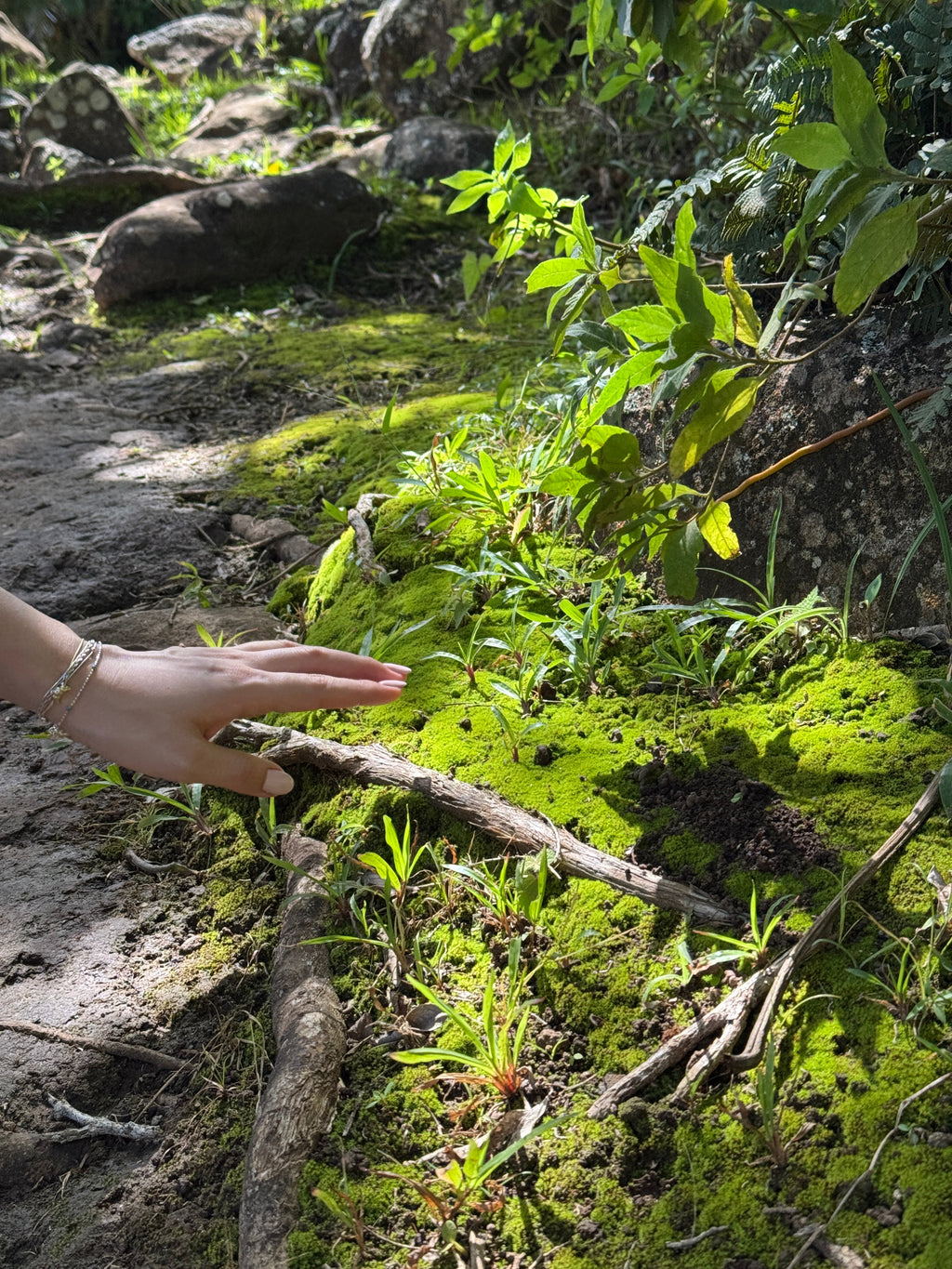 Mood Moss - Revita-Moss (Dicranum)
